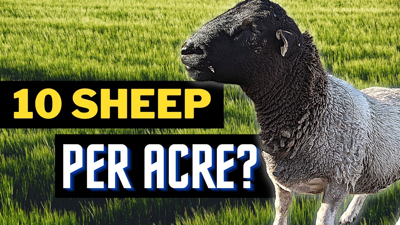 Grazing Tips Beginner s Sheep to Acre Ratios YouTube Grazing Tips Beginner s Sheep to Acre Ratios YouTube