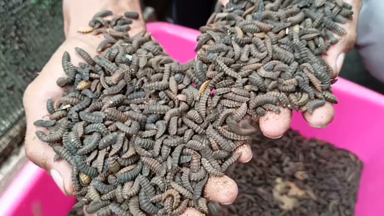 Warga Cilegon budidayakan Maggot BSF untuk pakan ternak 