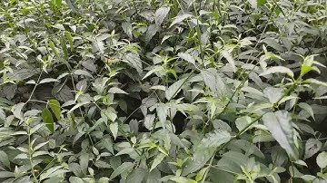 Cây xương khỉ trị bệnh viêm xoang