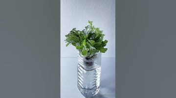 スーパーで購入したレタスを再生させてみた