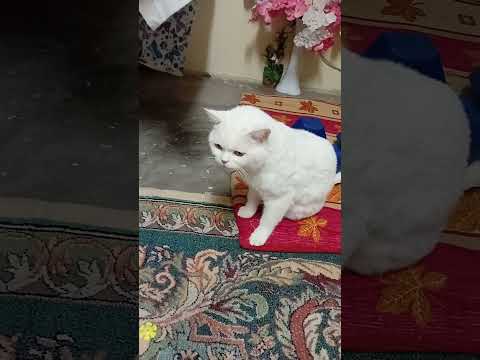 Komik pisicik😸