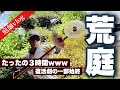 驚きのビフォー・アフター！３時間で「侘び寂び」を取り戻した庭【荒れ庭シリーズ第9弾・荒れ庭009】