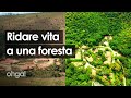 Ripianta un'intera foresta in 20 anni restituendo la vita a un ecosistema distrutto dall'uomo