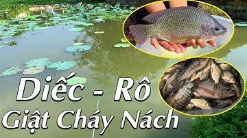 Giật Cháy Nách! Ao Hoang Nhiều Cá Diếc Kinh Khủng