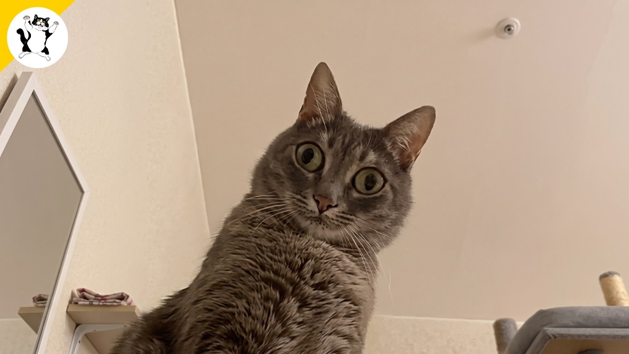 Hilarious Cats Never Does What You Expect 🤣 NEW Funny Cat Videos