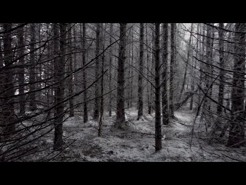 Misty Snow Forest Walk, English Countryside 4K