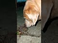 Toad standing its ground! #labradorretriever #huntingdog #lablife