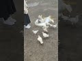 ido được các anh bồ câu săn đón #sapa #tiktok #xuhuong #dulich #foryou #fypシ #fyp #funny