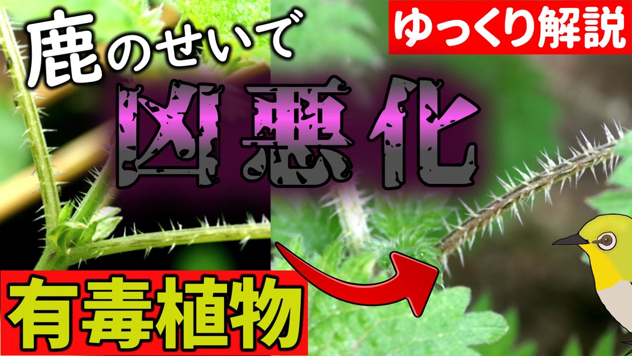 有毒 触るな イラクサが凶悪化 奈良公園の鹿が導いた驚きの進化 ゆっくり解説 Youtube 有毒 触るな イラクサが凶悪化 奈良公園の鹿が導いた驚きの進化 ゆっくり解説 Youtube