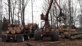 Logging In Our Timber