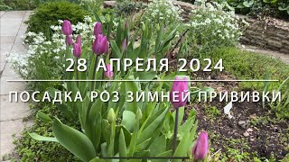 Пересадка роз зимней прививки 28 апреля 2024 г.