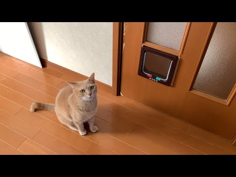 できればねこ扉を通りたくない猫の行動がおもしろい