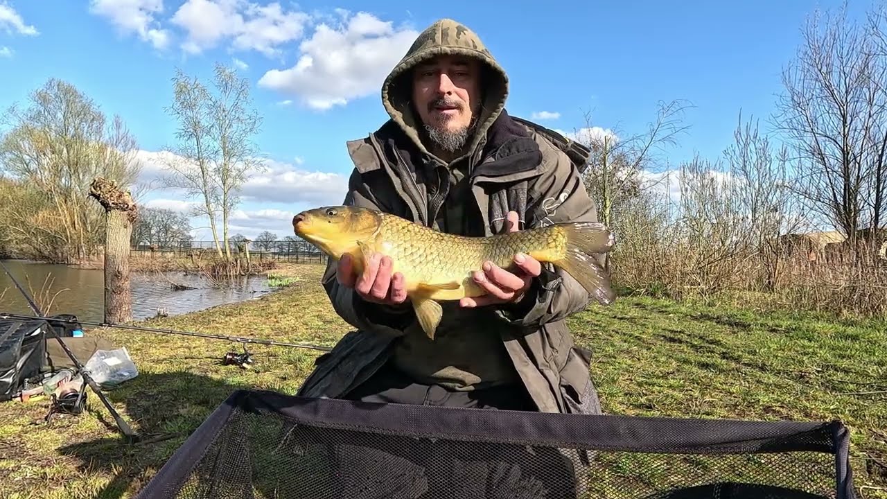 hollandpeca 7 / ponty - kárász hibrid /