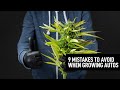 9 Mistakes To Avoid When Growing Autoflowering Cannabis