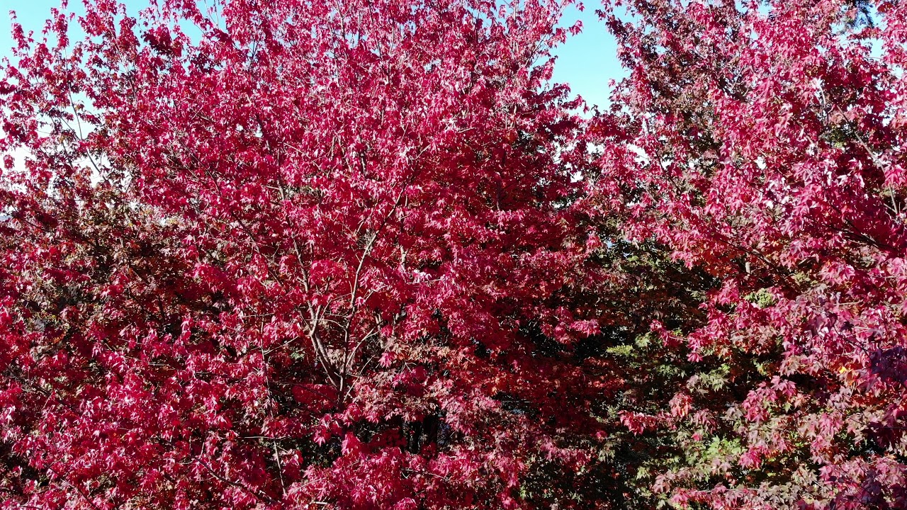 Leaves turning in Stanley Park, Vancouver, Canada