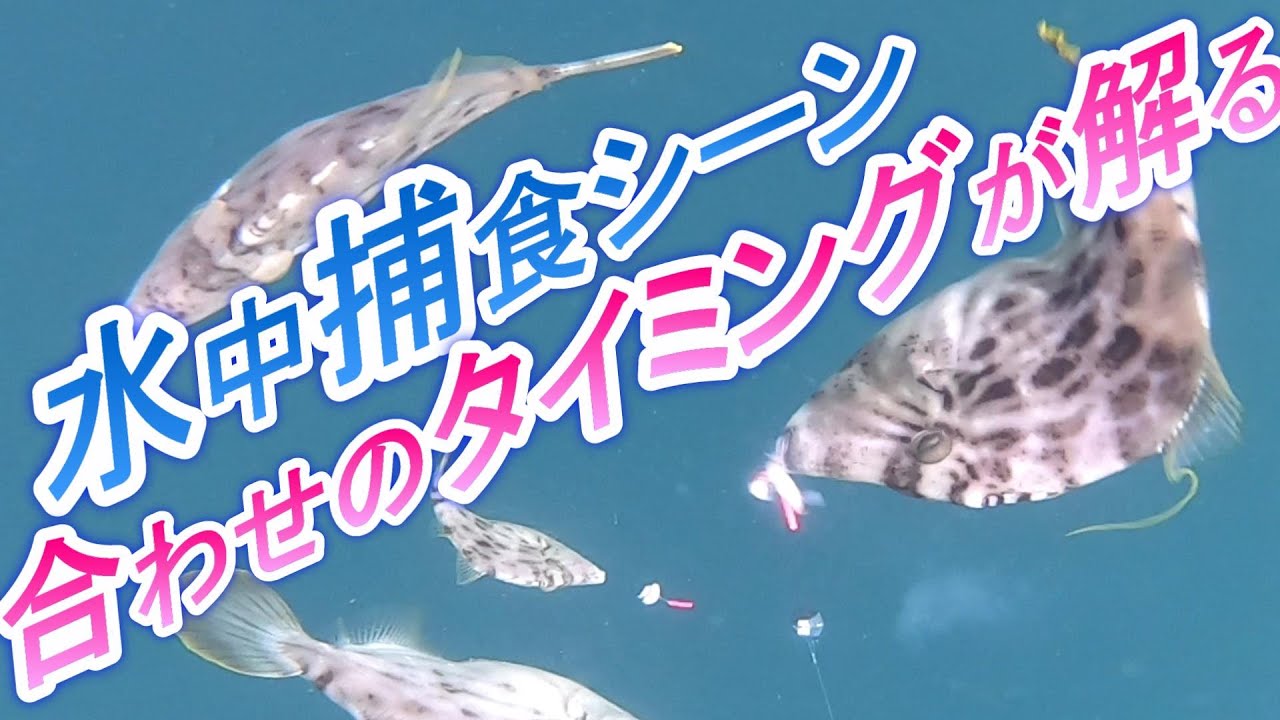 水中カワハギ捕食シーンを見て、合わせタイミングの参考に！
