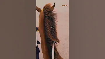 فرس فرس من حسنها الحسن انخرس حسين الجسمي 