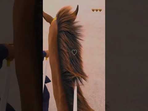 فرس فرس من حسنها الحسن انخرس حسين الجسمي