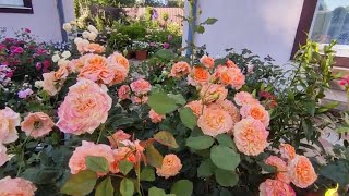Эта роза должна быть в каждом саду ‼Шраб La Villa Cotta. Ла Вилла Котта. Кордес.