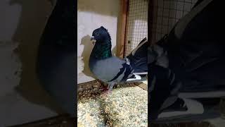 Cute Pigeon