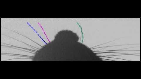 How rats use whiskers to explore surfaces