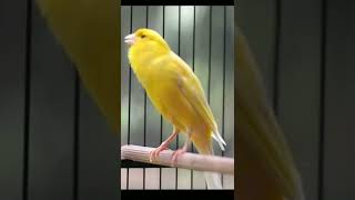 Download Lagu #burung #ocehan #ocehanburung #burunggacor #burunggacor #kacer #kacergacor  #burungmasteran #kicau MP3 Download Lagu #burung #ocehan #ocehanburung #burunggacor #burunggacor #kacer #kacergacor  #burungmasteran #kicau MP3