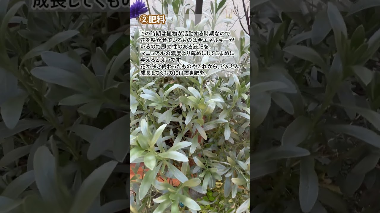 5月のガーデニングワーク 庭仕事 #春の庭 #flowers #植物#gardening#ガーデニング初心者 #nature