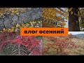 Осенний влог, что за тип? как разобраться с мукой в Сербии.