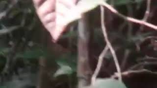 Mencekam! Sekelompok warga kepergok harimau sumatra di hutan riau