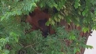 Residents upset over shooting of bear that wandered into neighborhood