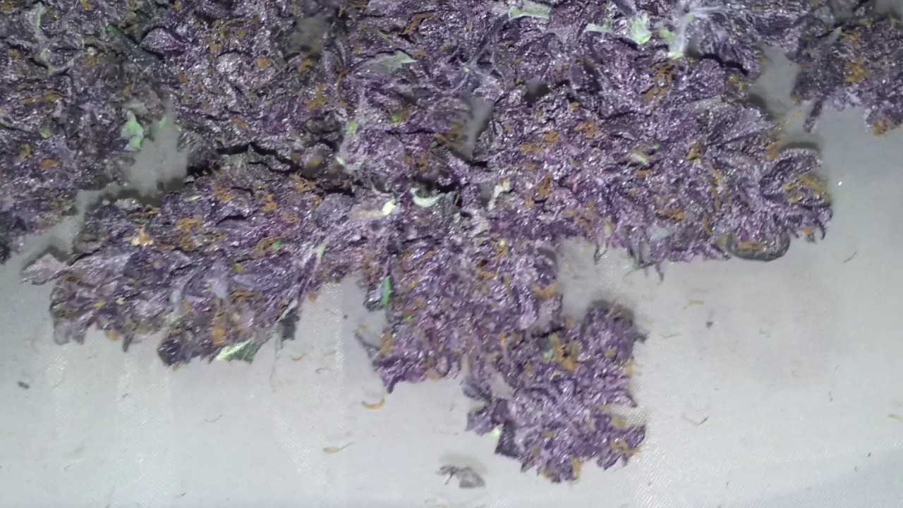 Auto dark purple (purple kush x og kush) harvest - YouTube.