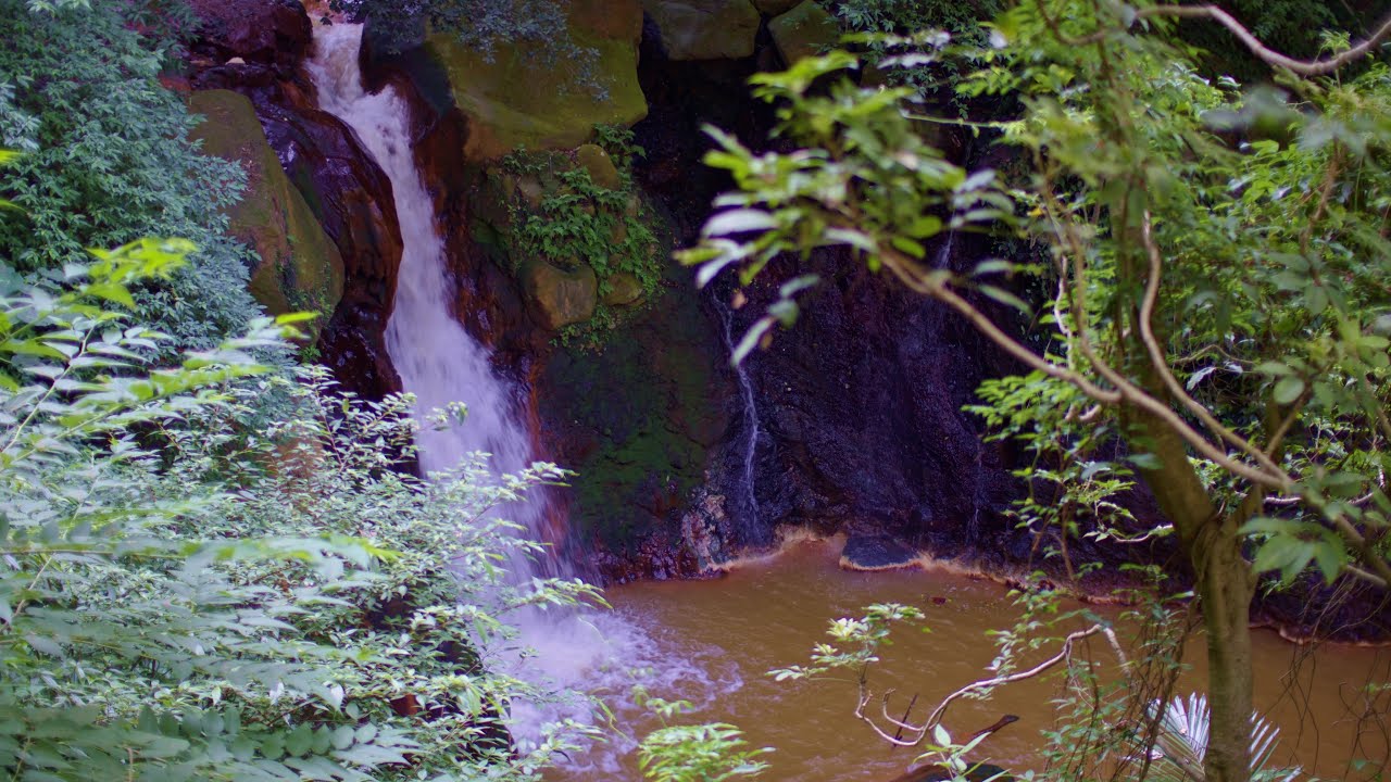Белый шум водопада Сунси с щебетом птиц — для учебы и концентрации (90 мин, 8K)