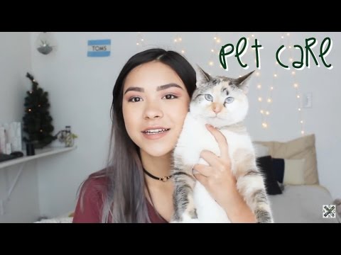 Video: All About Cats: How To Care