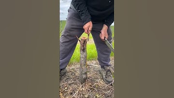 Grafting new grape variety over old vines#thewinearound #wine #viticulture #agriculture #grafting