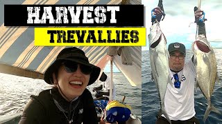 Ishat Vlogs Ep 24 Giant Bigeye Trevally Harvest Pressure-Edge Fishing To Hunt Gts Eng Sub