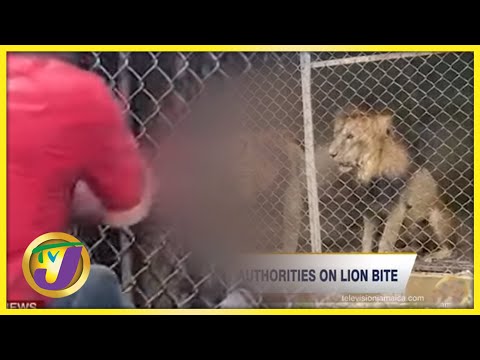 Lion Bite in Jamaica 'Teachable Moment' #TVJNews
