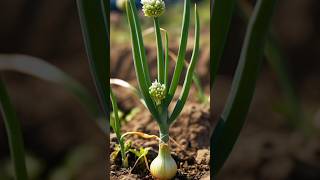 Onion plant growing ! onion plant growing at home ! Onion plant how to grow ! Onion plant grow