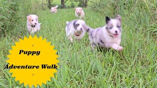 Join Our Adorable Border Collie Puppies On An Exciting
