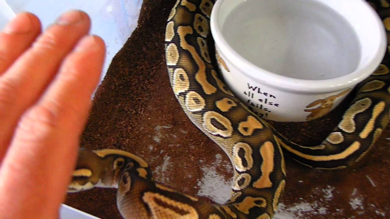 orange dream drink albino spider update