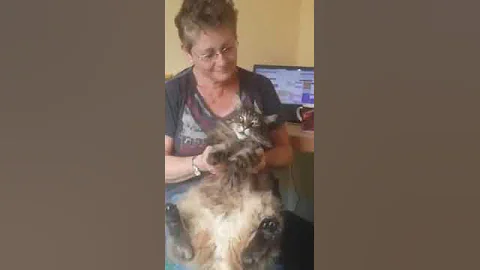 George the Maine Coon's Morning Workout