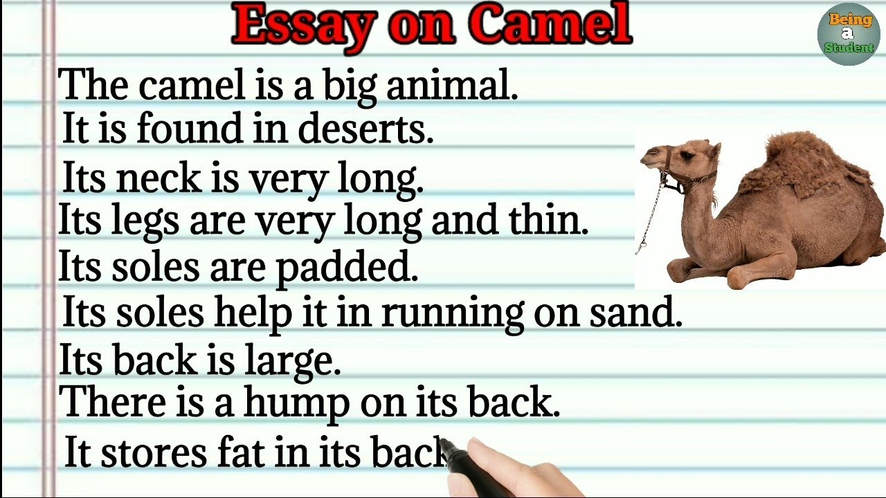 camel essay in english for class 4