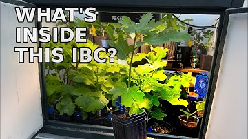 IBC Tote Greenhouse Tour 🌱 | Rooting Fig Cuttings All Winter