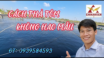 Cách Thả Tôm Không Bị Hao Đầu Con , ĐT: 0939584593.