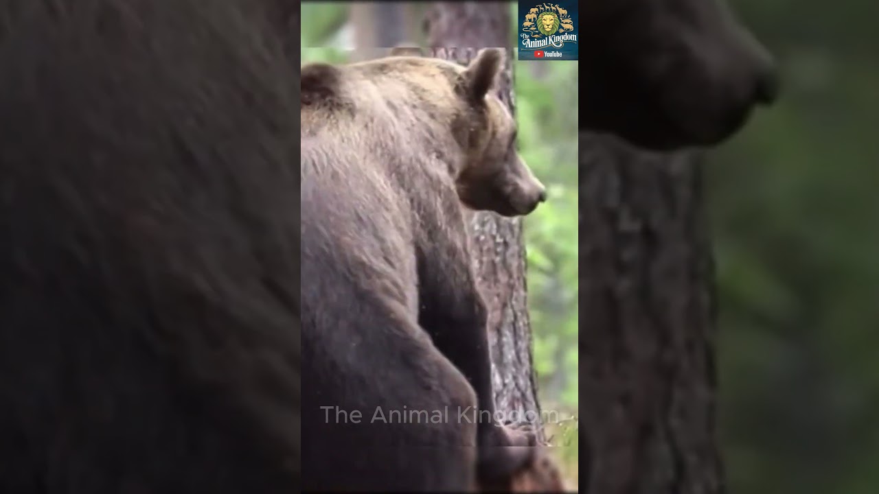 How Do Bears Communicate? Secret Bear Language Explained 