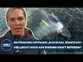 DRAMA IN DER OSTSEE: Ein Fünkchen Hoffnung! Steigender Wasserstand könnte Buckelwal Timmy retten