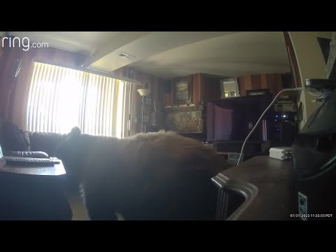 Raw Video: Brown bear hangs out in living room of North Lake Tahoe apartment