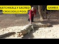 Katchikally sacred crocodile pool    bakau   gambia  6  binu