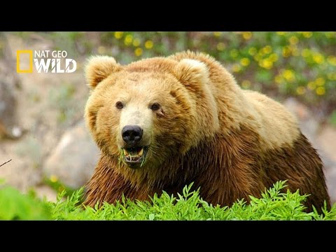 فيديو: ماذا تعني الدببة على علم ميسوري؟