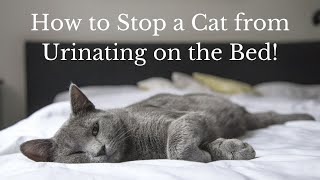 How to Stop a Cat from Urinating on the Bed!  [Why Does My Cat Pee on the Bed?]