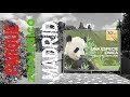 Zoo de Madrid Oso panda 2018